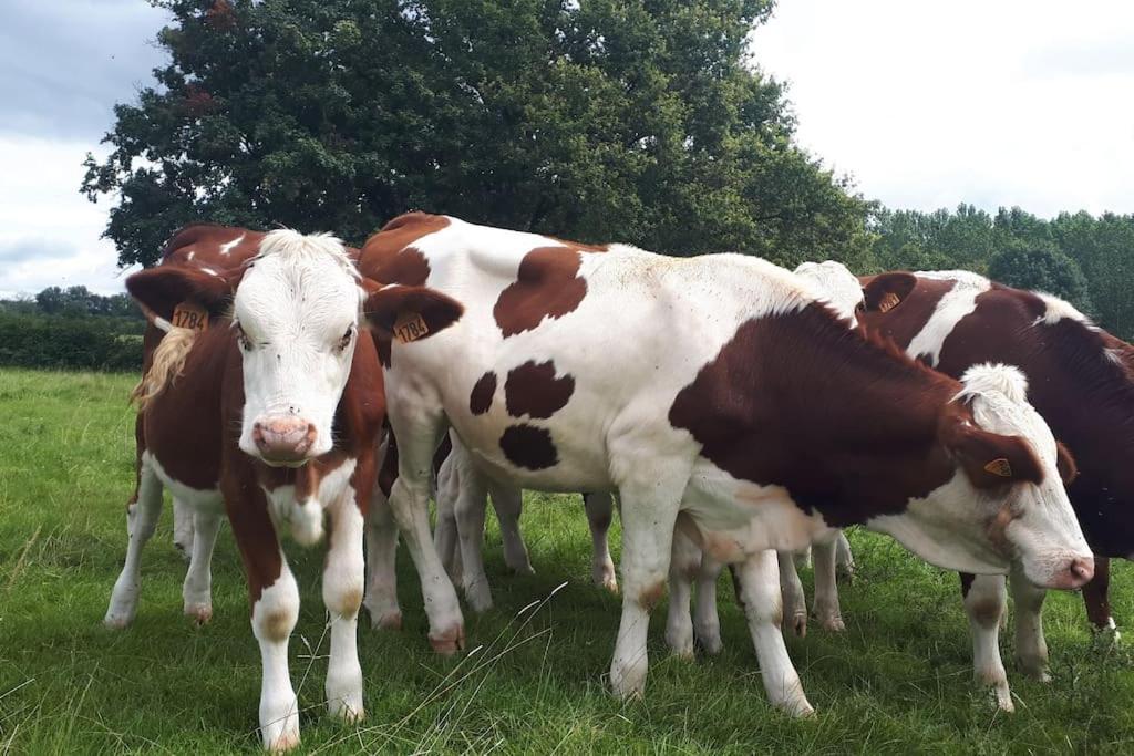 Gite A La Ferme, Avec Animaux, Fromages Et Nature Neuville-lès-Decize エクステリア 写真